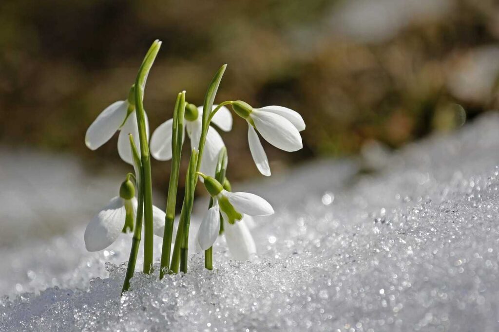 Snowdrop de Mono representa la resiliencia y gratitud frente a la perdida